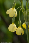 <i>Primula sikkimensis </i>