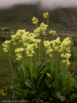 <i>Primula sikkimensis </i>