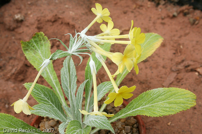 <i>Primula simensis </i>