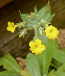 <i>Primula simensis </i>