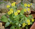 <i>Primula simensis </i>