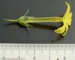 <i>Primula simensis </i>
