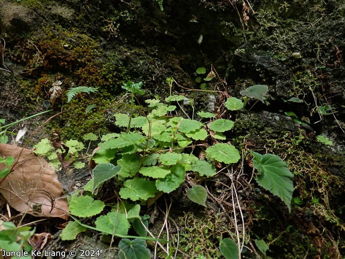 <i>Primula sinolisteri </i>
