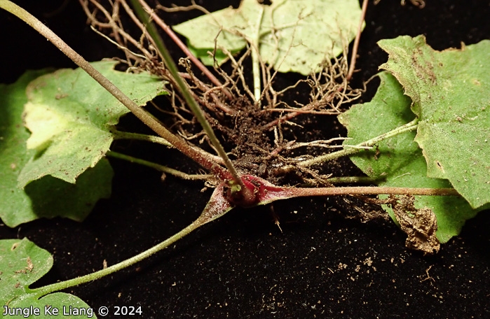 <i>Primula sinolisteri </i>
