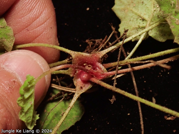 <i>Primula sinolisteri </i>
