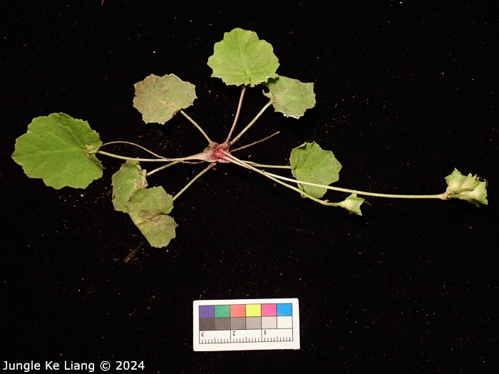 <i>Primula sinolisteri </i>