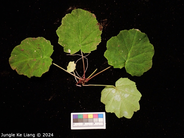 <i>Primula sinolisteri </i>