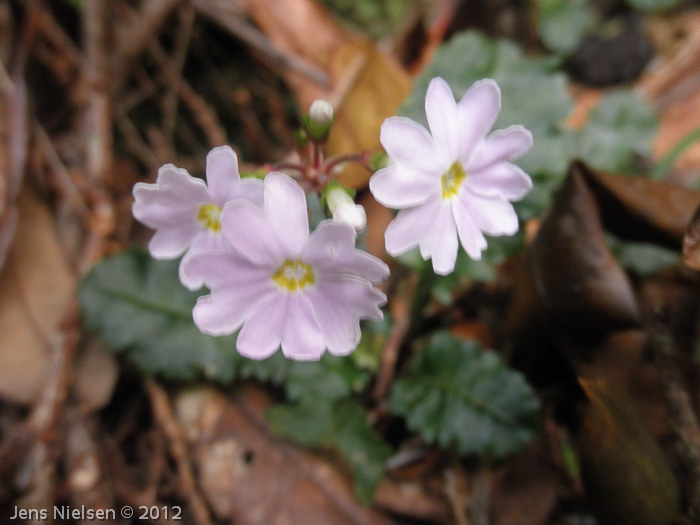 Primula aff. sinuata