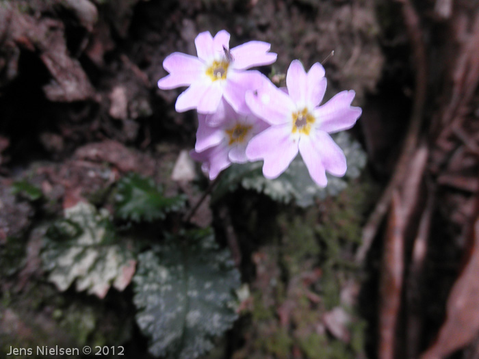 Primula aff. sinuata