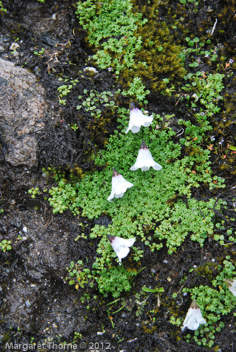 <i>Primula soldanelloides </i>