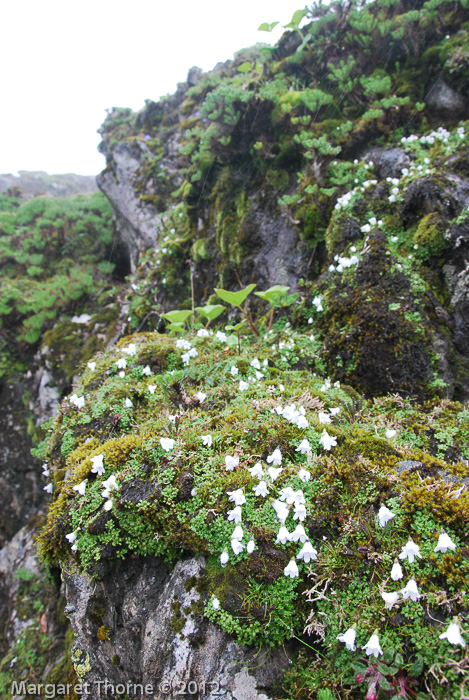 <i>Primula soldanelloides </i>