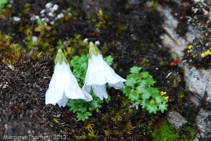 <i>Primula soldanelloides </i>