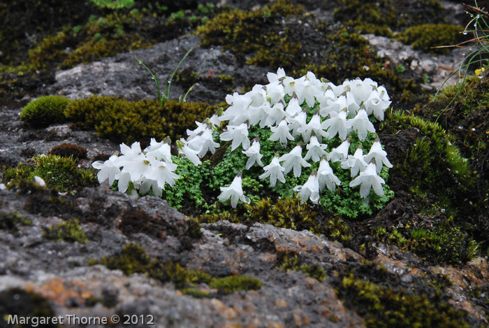 <i>Primula soldanelloides </i>