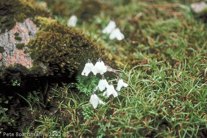 <i>Primula soldanelloides </i>