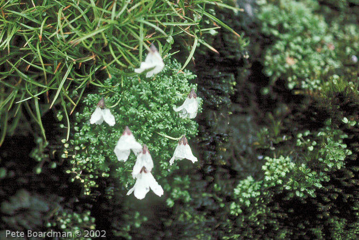 <i>Primula soldanelloides </i>