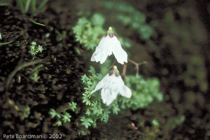 <i>Primula soldanelloides </i>