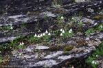 <i>Primula soldanelloides </i>