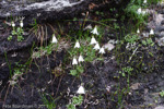 <i>Primula soldanelloides </i>