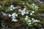 <i>Primula soldanelloides </i>