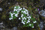 <i>Primula soldanelloides </i>