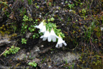 <i>Primula soldanelloides </i>