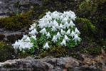 <i>Primula soldanelloides </i>