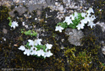 <i>Primula soldanelloides </i>