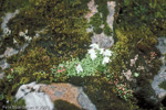 <i>Primula soldanelloides </i>