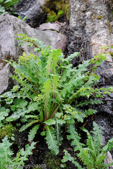 affinity ssp emeiensis