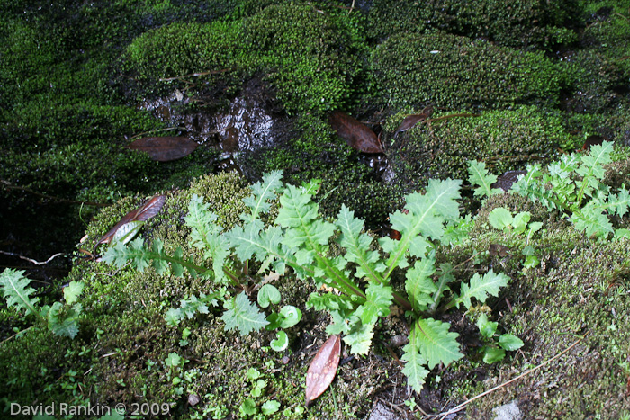 affinity ssp emeiensis