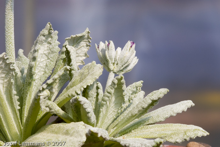 <i>Primula specuicola </i>