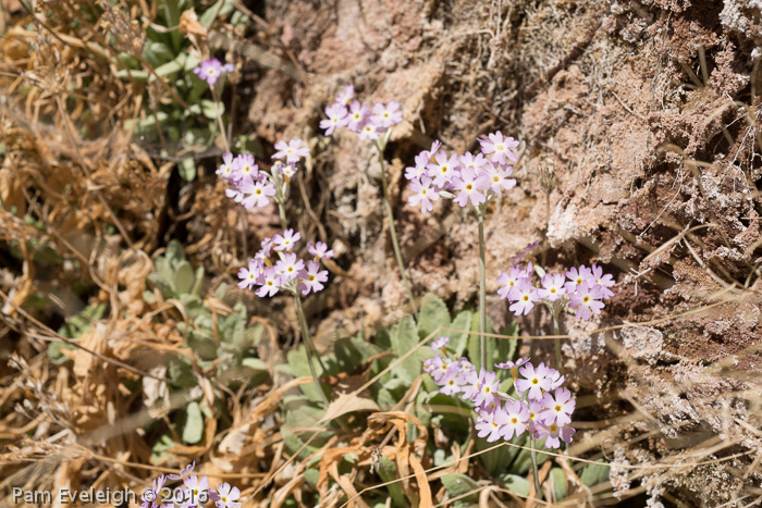 <i>Primula specuicola </i>