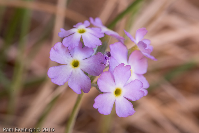 <i>Primula specuicola </i>