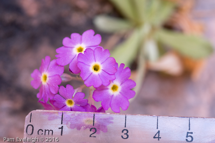 <i>Primula specuicola </i>