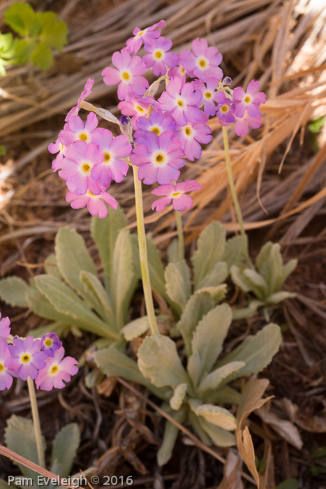 <i>Primula specuicola </i>