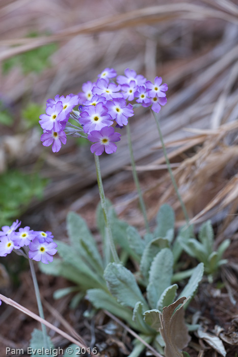 <i>Primula specuicola </i>