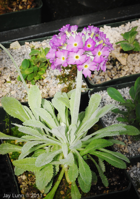 <i>Primula specuicola </i>