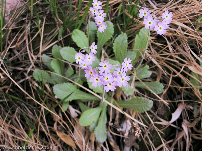 <i>Primula specuicola </i>