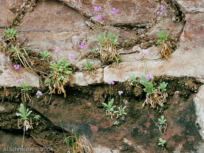 <i>Primula specuicola </i>