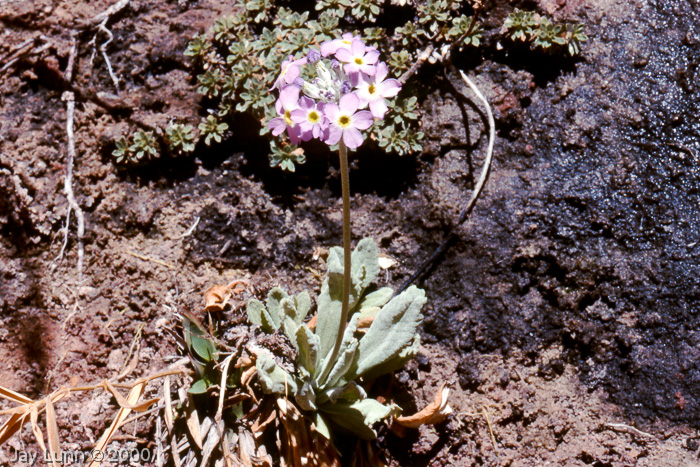 <i>Primula specuicola </i>