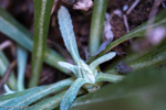 <i>Primula specuicola </i>