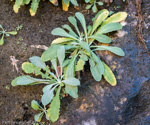 <i>Primula specuicola </i>