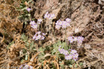 <i>Primula specuicola </i>