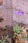 <i>Primula specuicola </i>