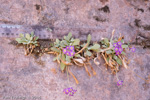 <i>Primula specuicola </i>