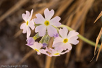 <i>Primula specuicola </i>