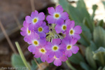 <i>Primula specuicola </i>