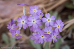 <i>Primula specuicola </i>