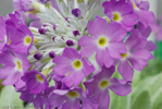 <i>Primula specuicola </i>