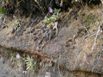 <i>Primula specuicola </i>